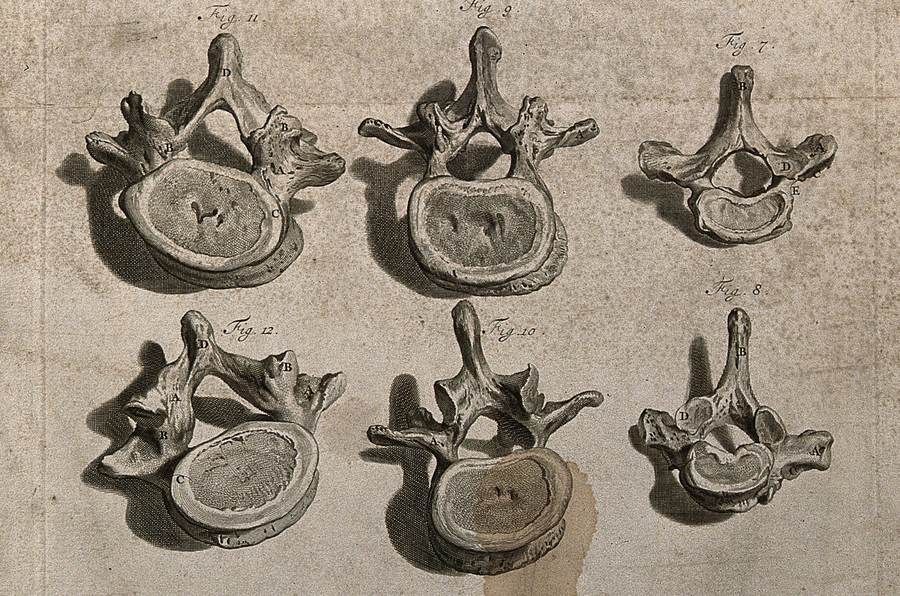 Planche gravée de 1739 montrant six vertèbres dessinées sous plusieurs angles