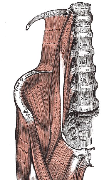 Planche anatomique ancienne du psoas et des muscles de l'avant de la hanche et de la cuisse