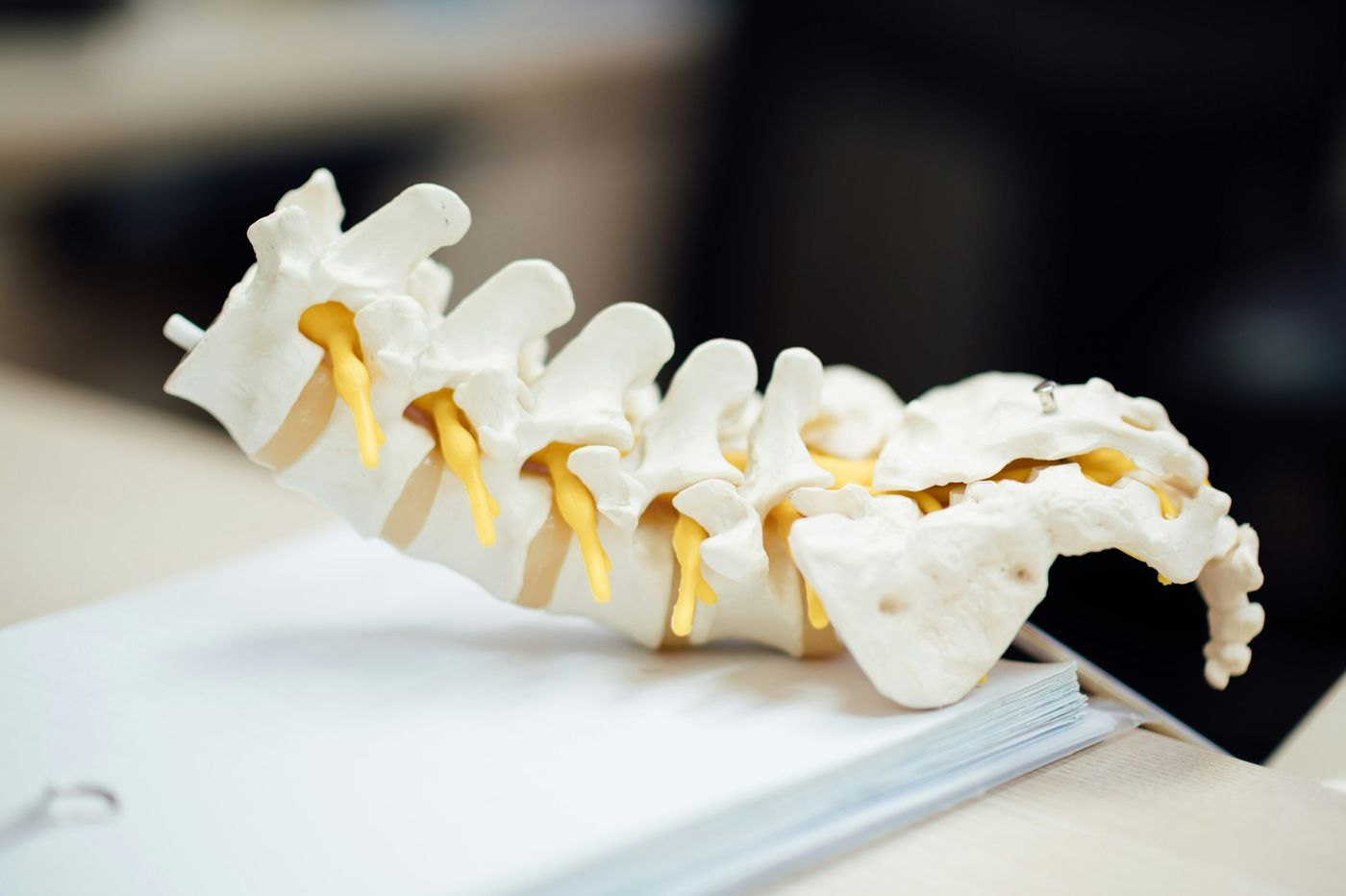 Modèle anatomique des vertèbres lombaires et du sacrum posé sur une table claire