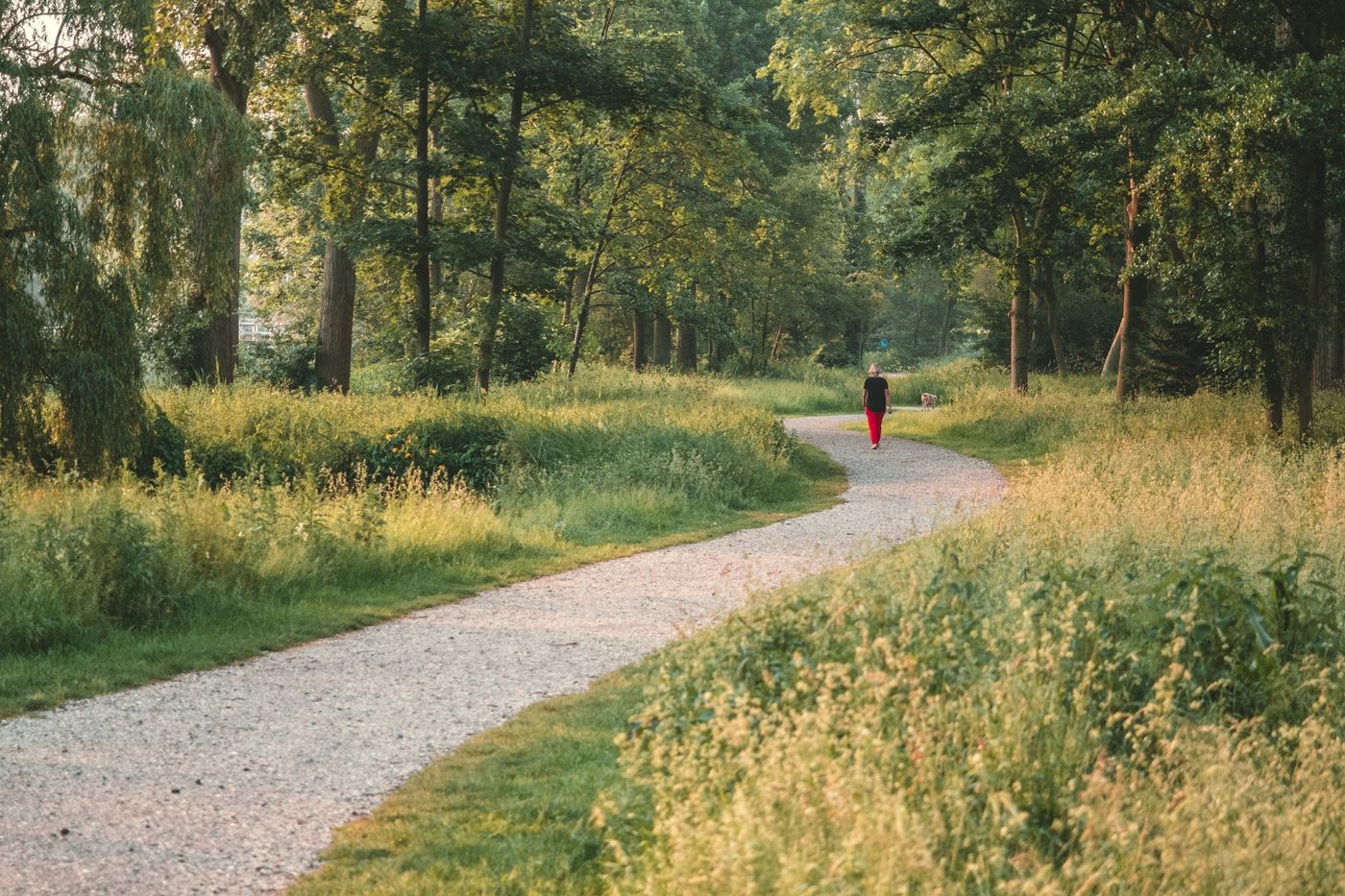 Sentier de gravier qui serpente entre les herbes hautes et les arbres, un promeneur au loin